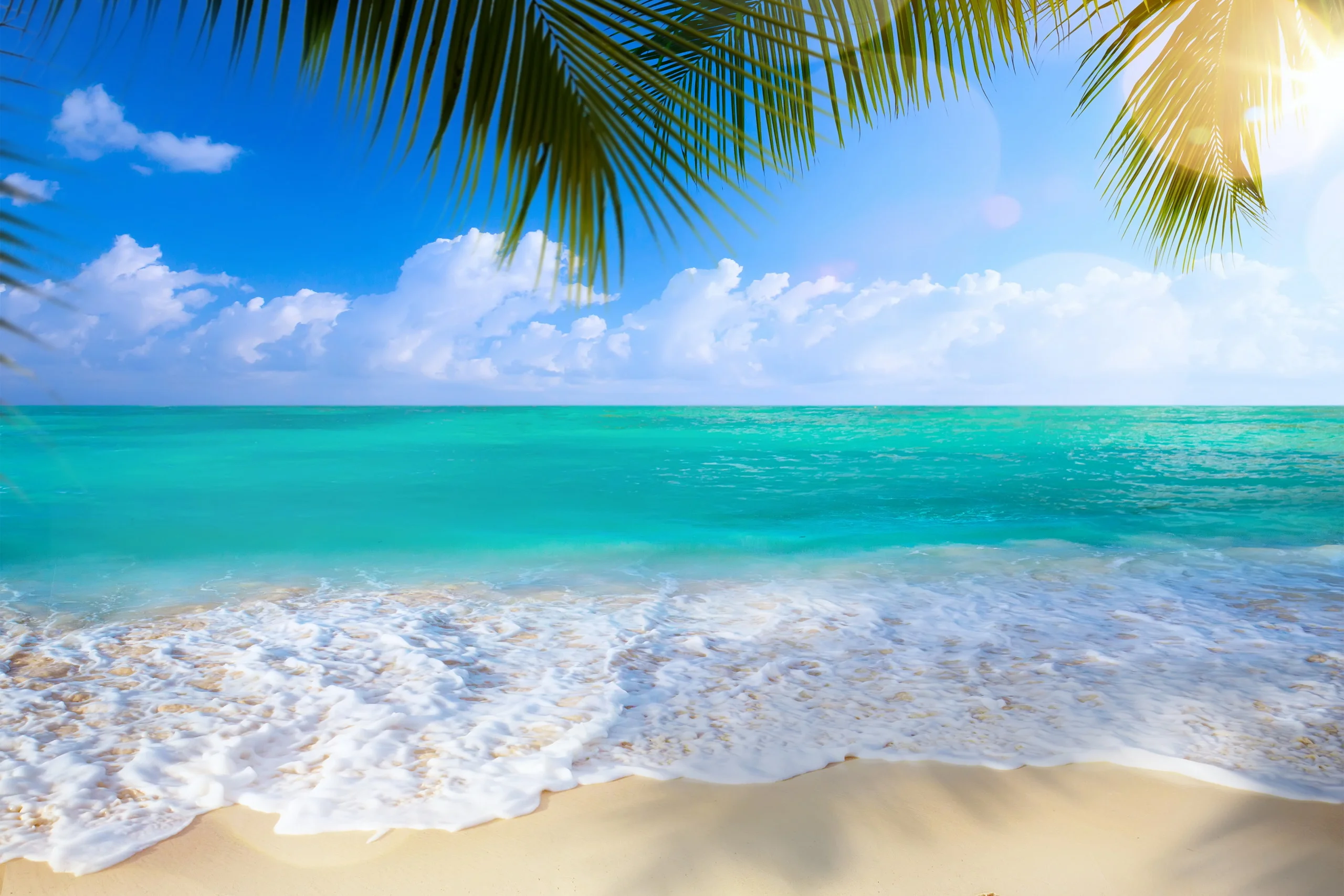 bãi biển chill với cát trắng và lá cọ