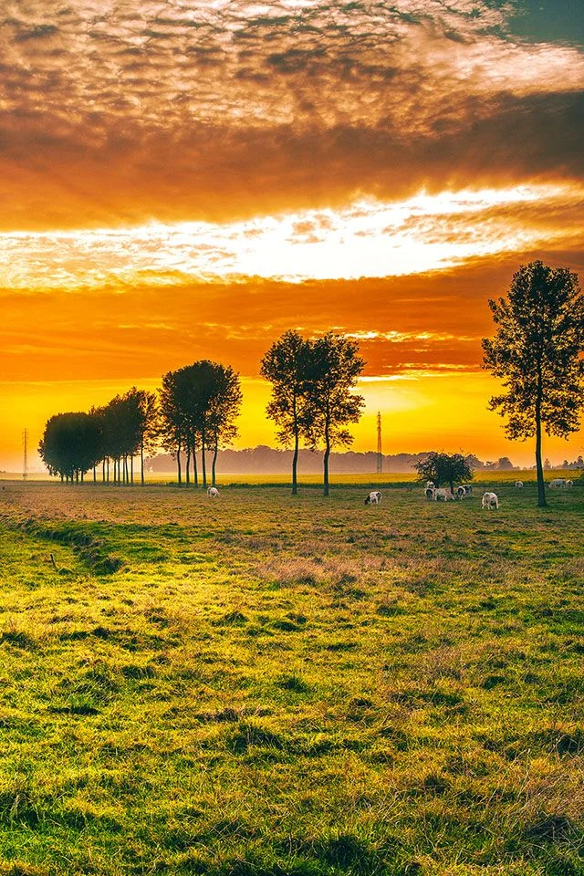 Hình Ảnh Nền Bình Minh Đẹp Cho Điện Thoại | Sunset field animal scene, Motivational rural scenes, Motivational sunset landscape