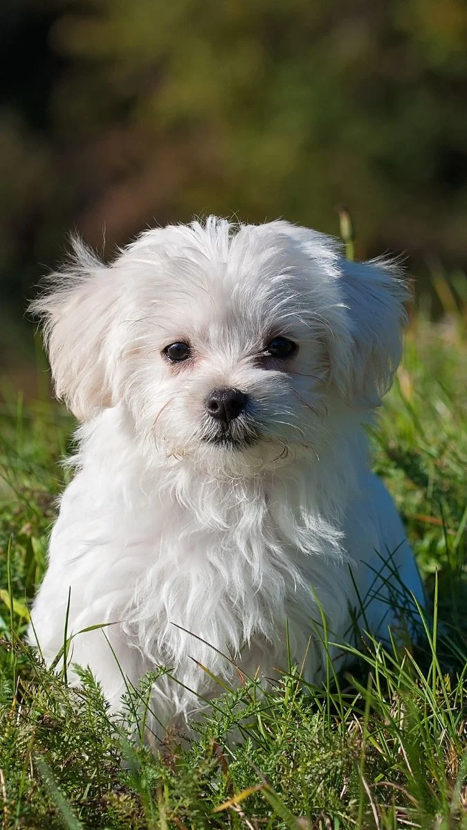 Ảnh chó cute