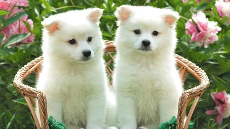 100+ Hình Ảnh Chó Cute Dễ Thương Nhất: Chó Con Cute, Shiba C - ảnh nền những chú chó con đáng yêu - hình 8