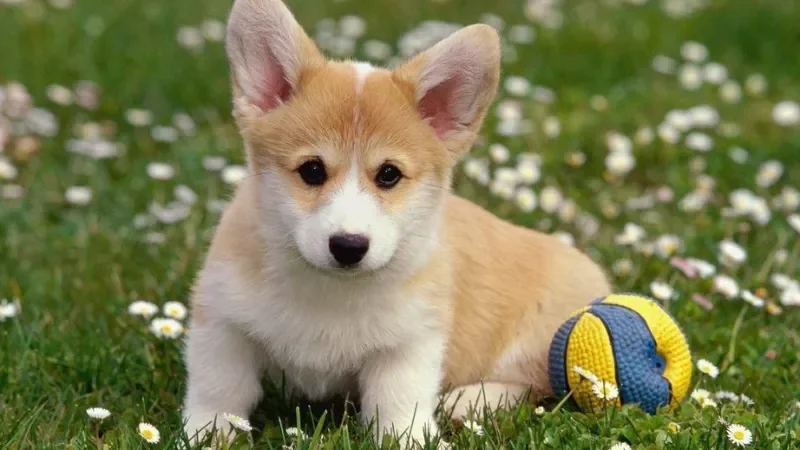 100+ Hình Ảnh Chó Cute Dễ Thương Nhất: Chó Con Cute, Shiba C - ảnh nền những chú chó con đáng yêu - hình 3