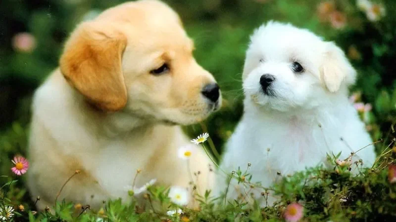 100+ Hình Ảnh Chó Cute Dễ Thương Nhất: Chó Con Cute, Shiba C - ảnh nền những chú chó con đáng yêu - hình 2