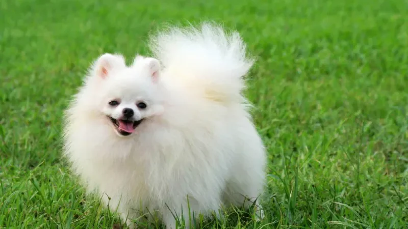 100+ Hình Ảnh Chó Cute Dễ Thương Nhất: Chó Con Cute, Shiba C - ảnh nền những chú chó con đáng yêu - hình 5