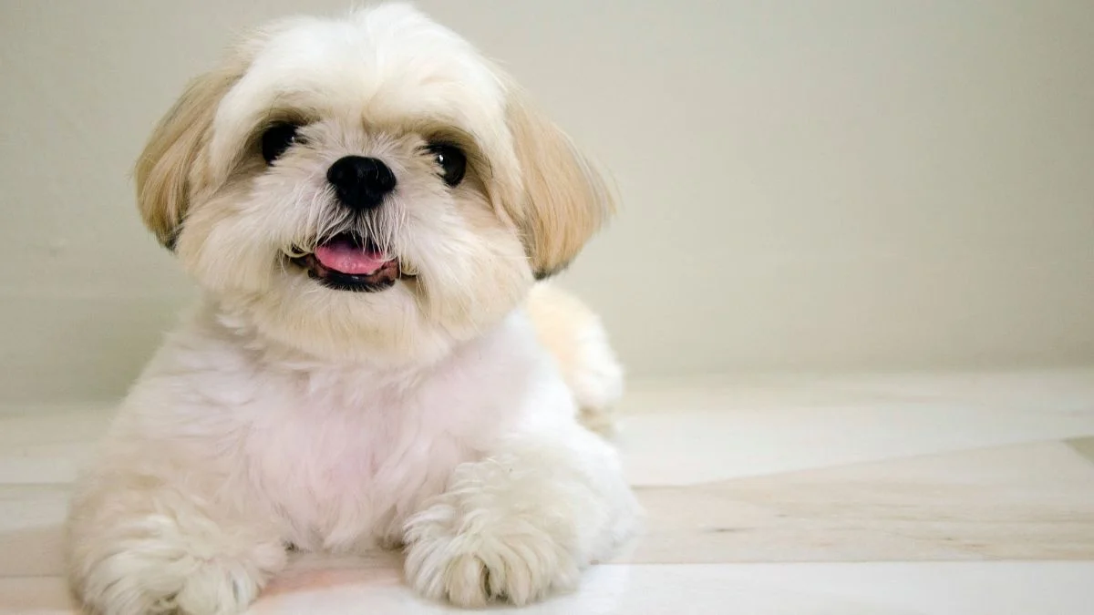Ảnh hình nền con chó (3)