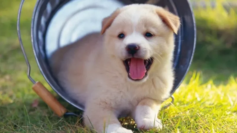 100+ Hình Ảnh Chó Cute Dễ Thương Nhất: Chó Con Cute, Shiba C - ảnh nền những chú chó con đáng yêu - hình 1