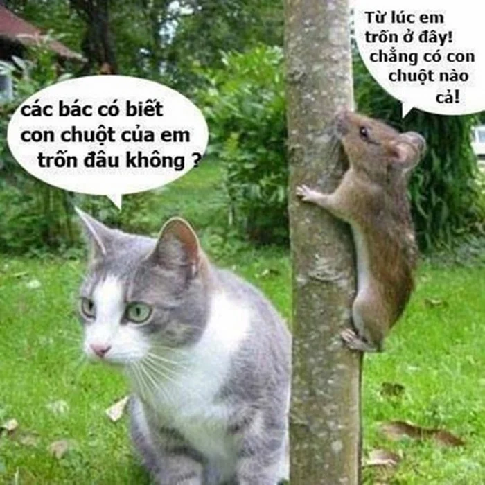 Ảnh hài - Những hình ảnh hài hước nhất