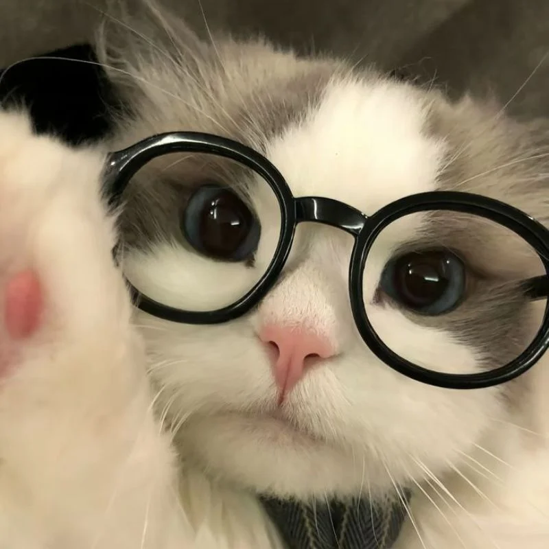 Tổng Hợp Avatar Mèo Cute Khiến Ai Nhìn Cũng Mê Tít - Nâng tầm bài thuyết trình với Hình Nền Powerpoint Đẹp! (2)