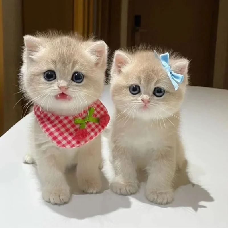 Tổng Hợp Avatar Mèo Cute Khiến Ai Nhìn Cũng Mê Tít - Nâng tầm bài thuyết trình với Hình Nền Powerpoint Đẹp!