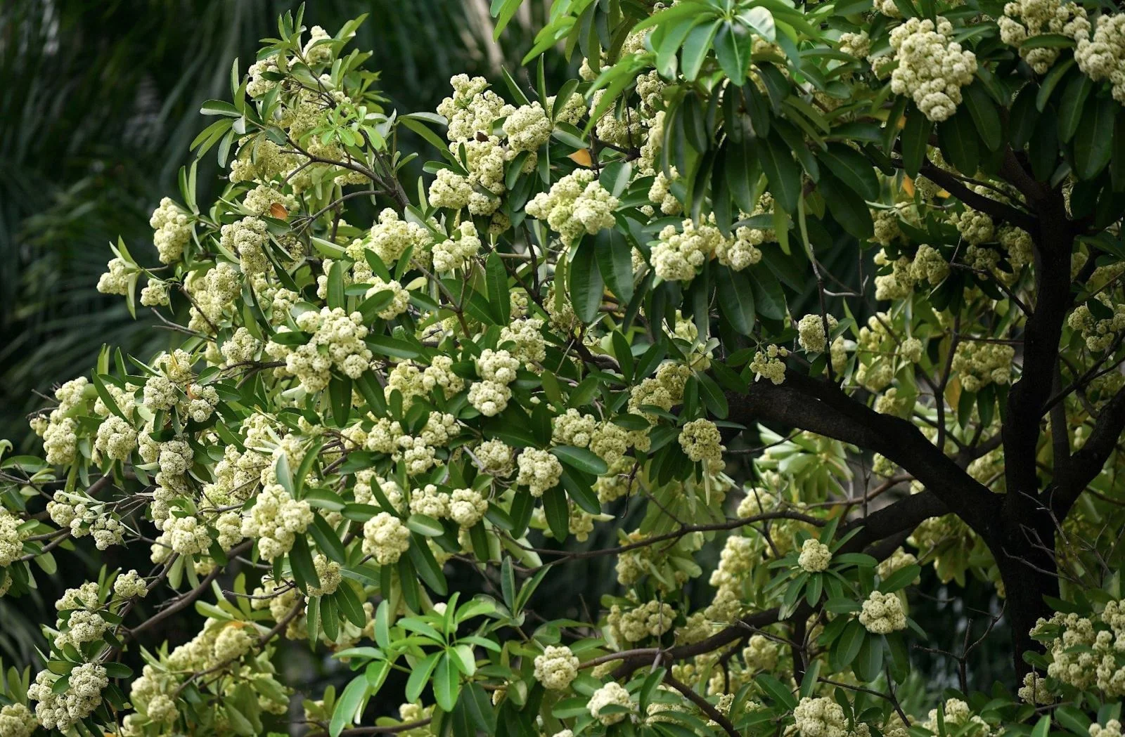 Hoa Sưa