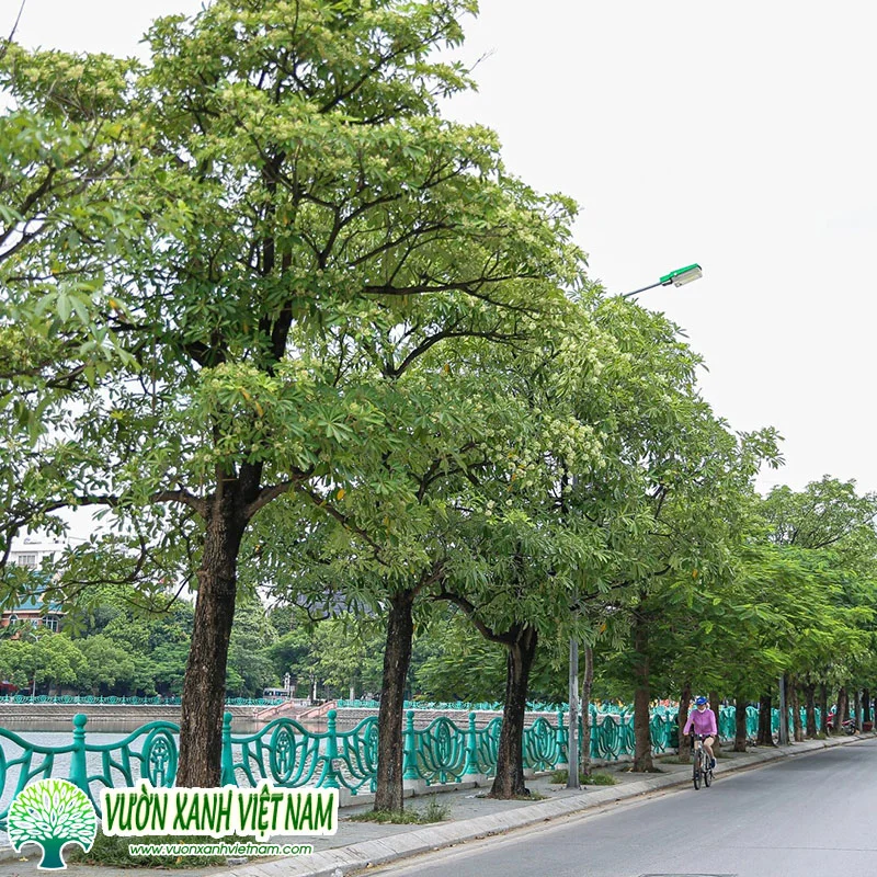 Cây Hoa Sữa Trồng Công Trình, Mua Bán Số Lượng Lớn