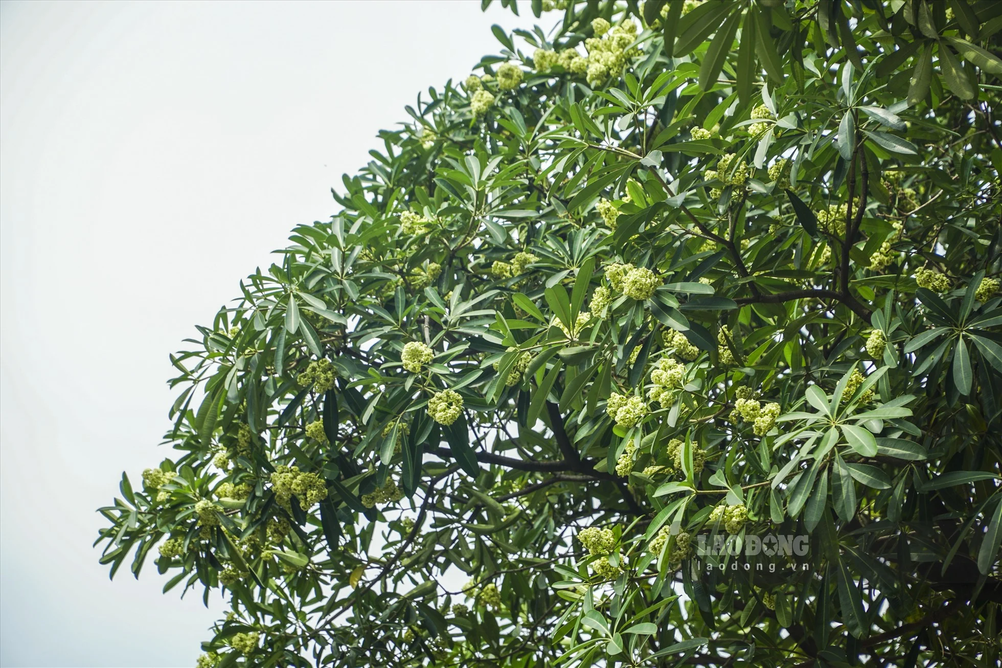 Những con phố trồng cây hoa sữa dày đặc ở Hà Nội