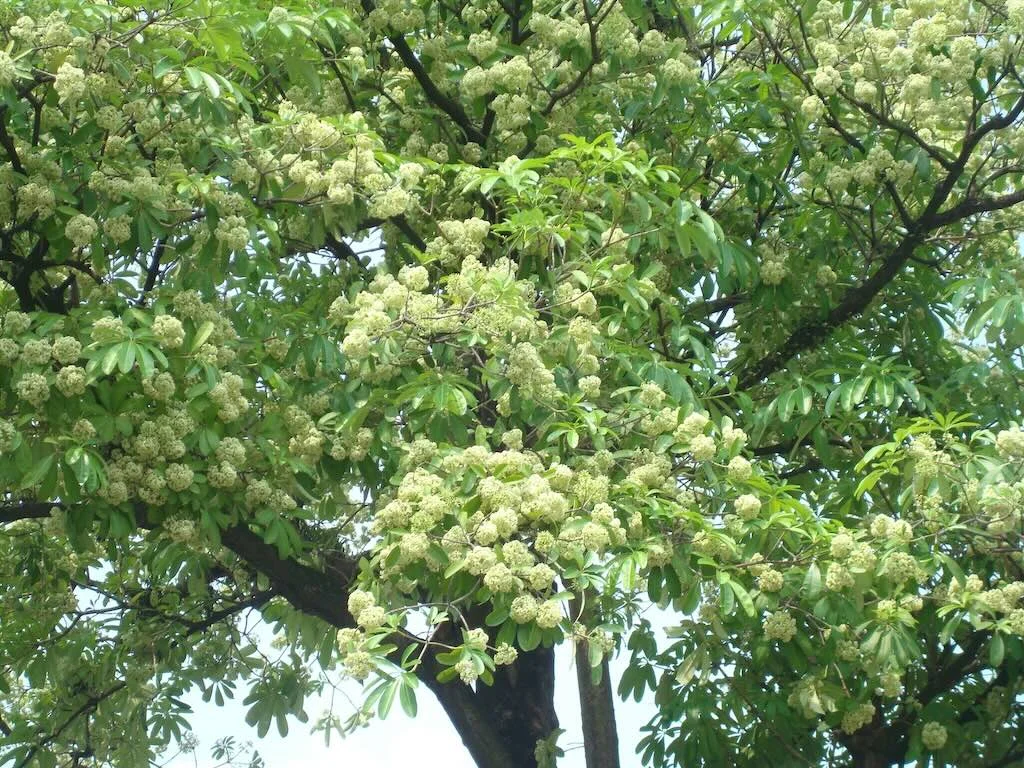 Hoa Sua Ha Noi