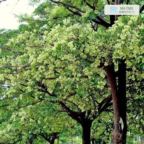 Bán Cây Hoa Sữa giá tại vườn - Nhà vườn Thiên Minh Sơn