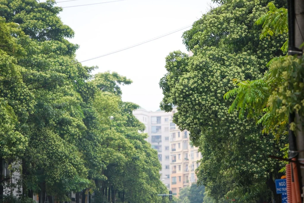 Mua Hoa Sua Ha Noi