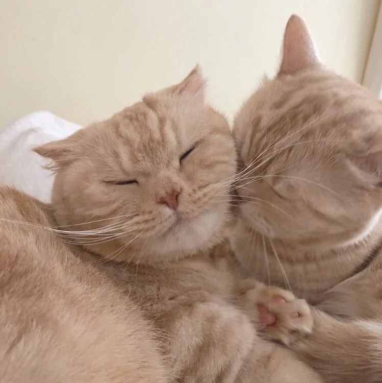 Ảnh 2 chú mèo hôn nhau siêu đẹp