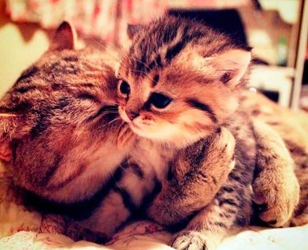 Ảnh 2 chú mèo hôn nhau đáng yêu