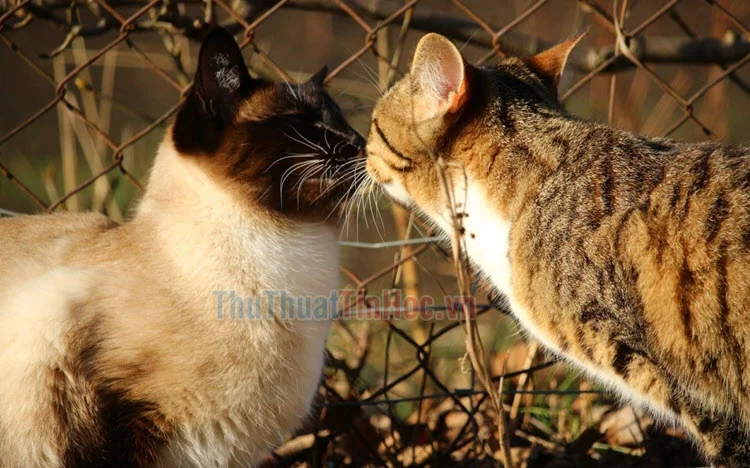 Hình ảnh 2 chú mèo hôn nhau cute, đáng yêu