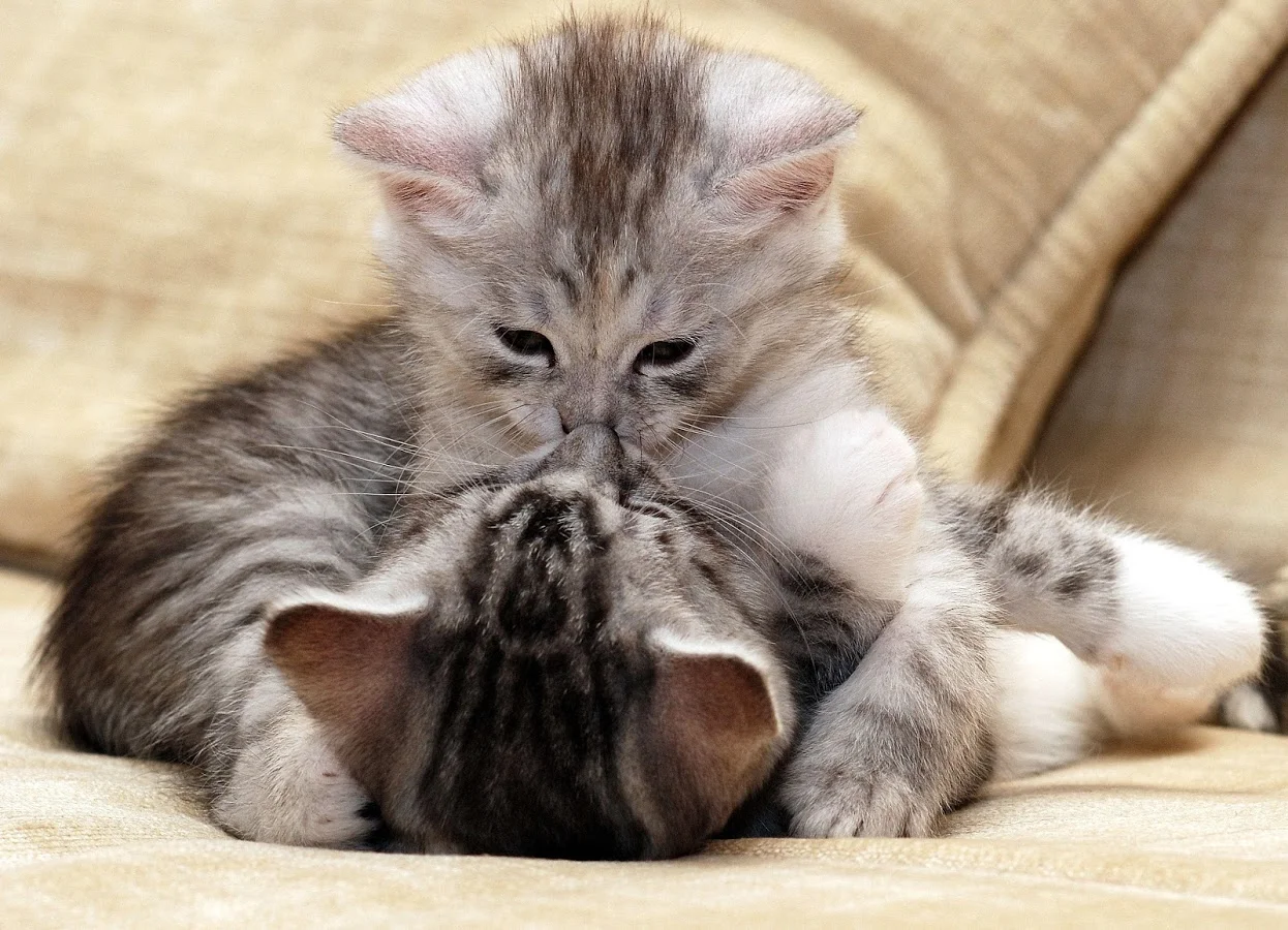 Ảnh 2 chú mèo hôn nhau siêu cute