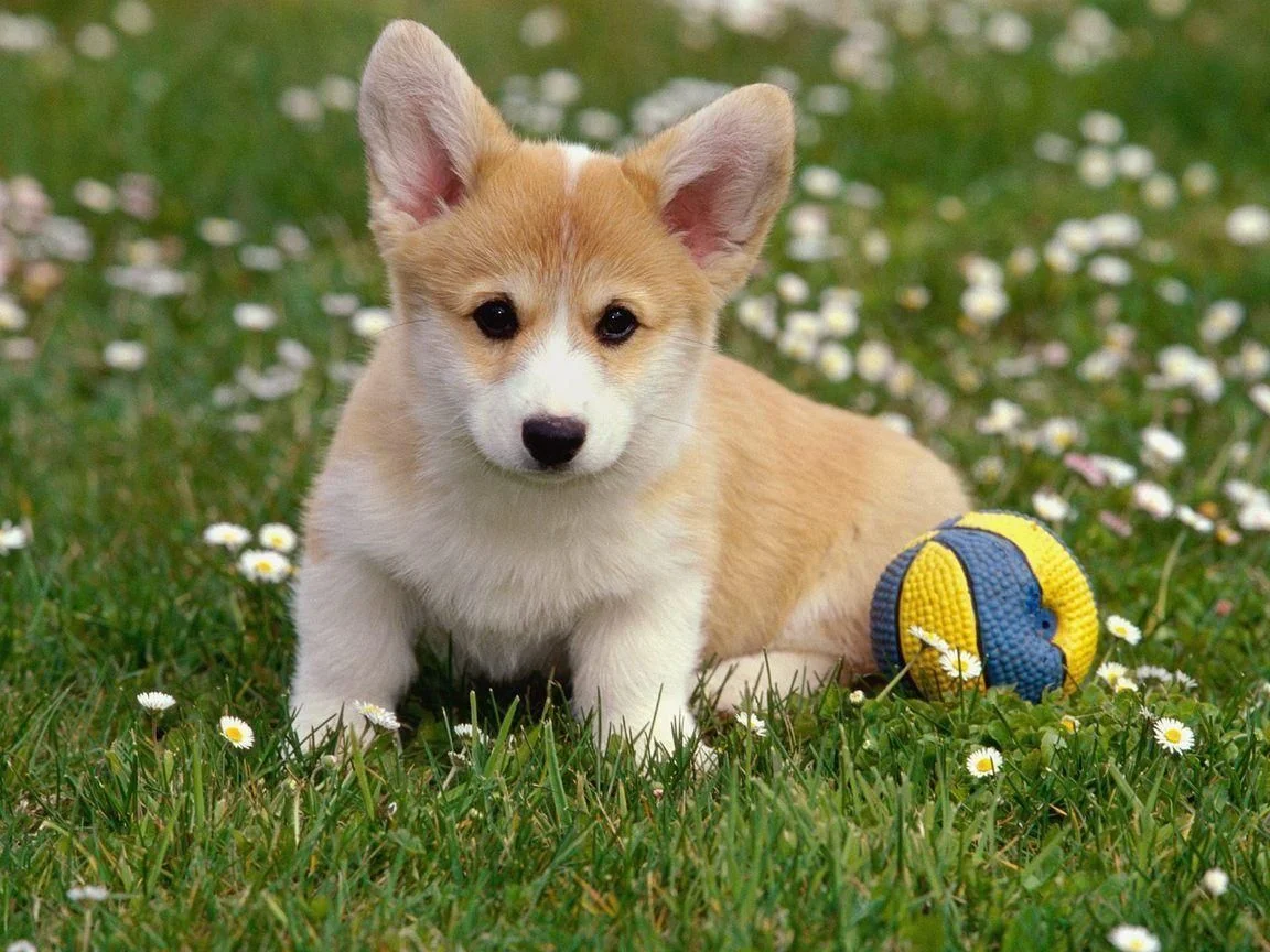chó corgi con chơi với quả bóng trên bãi cỏ