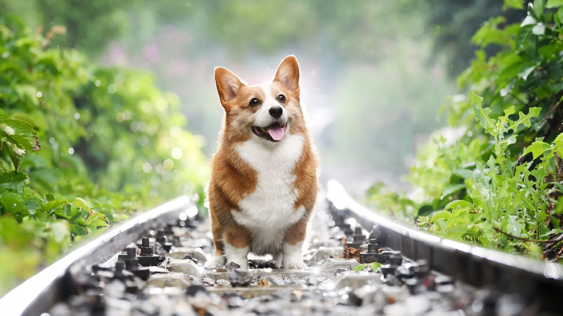 chó corgi đi bộ trên đường ray tàu hỏa