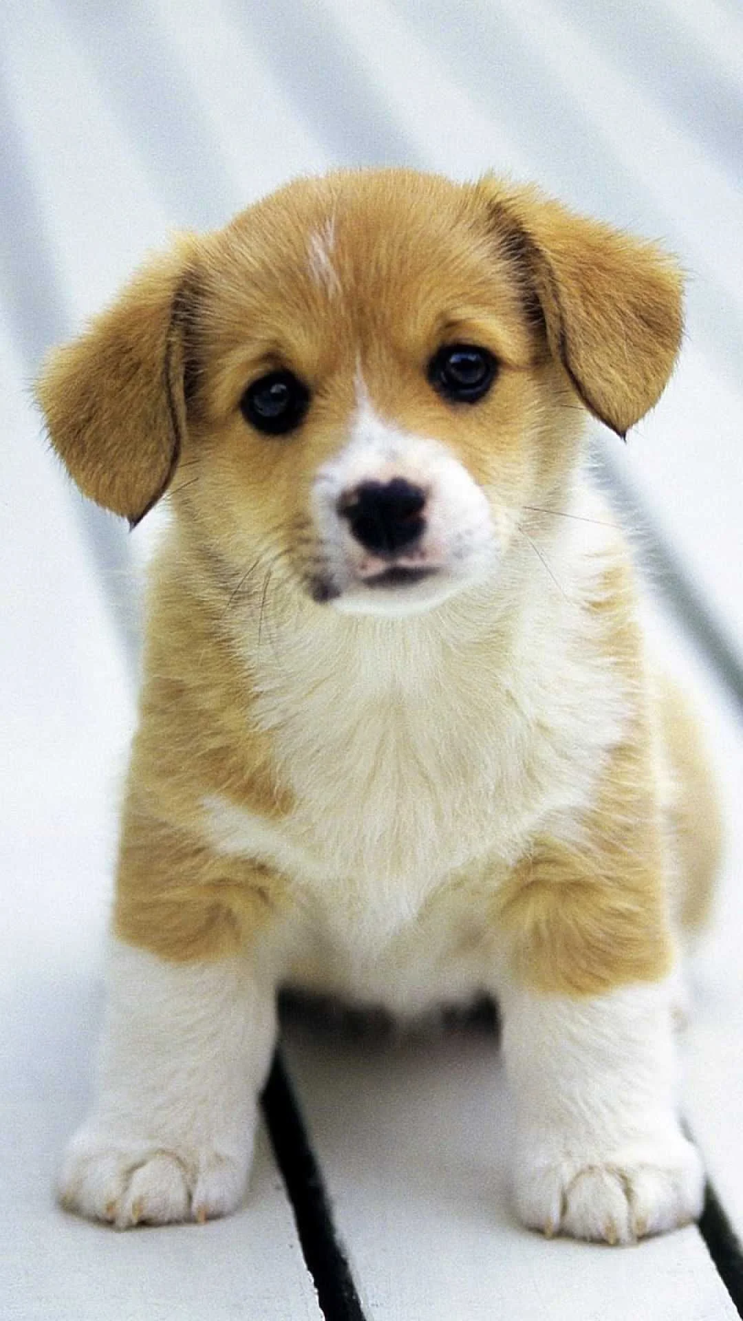 chó corgi con ngồi nhìn thẳng vào ống kính