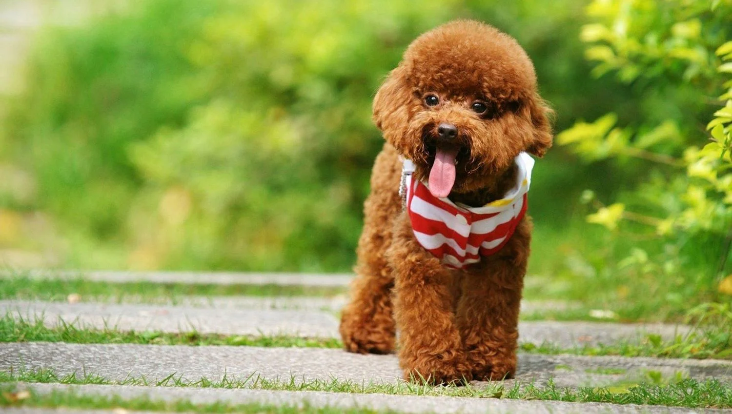 chó poodle nâu đeo khăn quàng cổ trên đường đi bộ