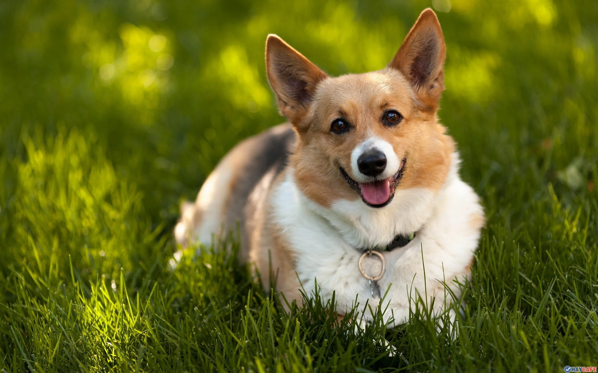 Chú chó Corgi nằm trên bãi cỏ xanh