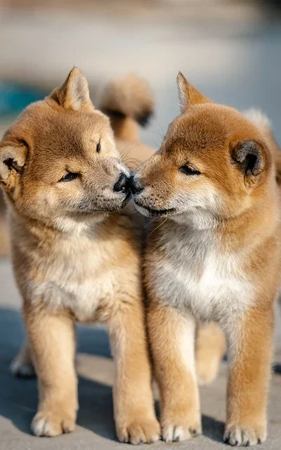 60000+ Con Chó Ngồi & ảnh Thú Cưng miễn phí - Pixabay