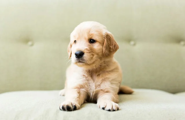 hình ảnh con chó Golden Retriever nhỏ dễ thương đang nằm nghỉ