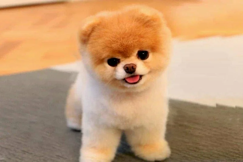 101 ảnh chó con dễ thương, cute nhất, chất lượng cao, tải miễn phí