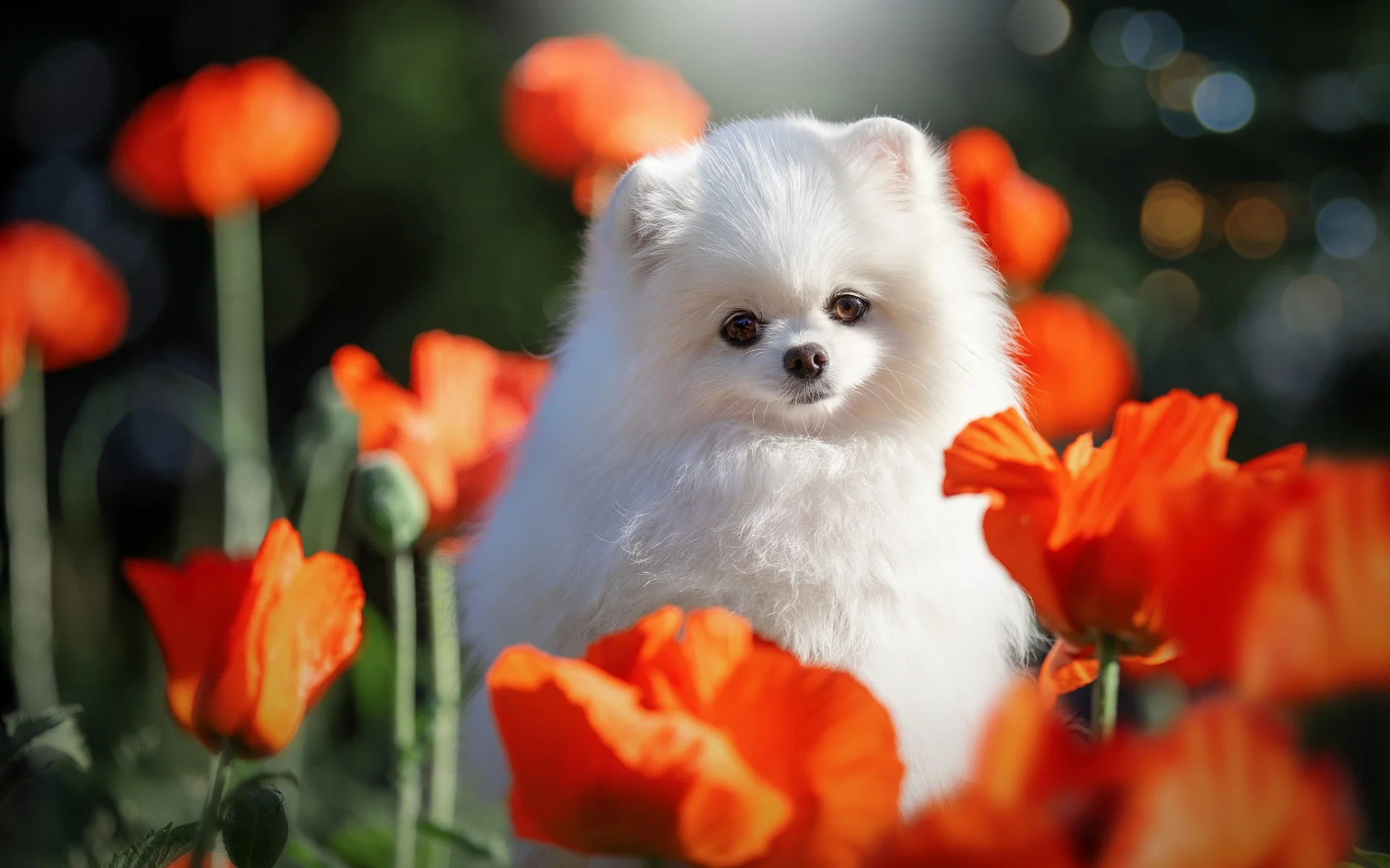 chó pomeranian trắng giữa rừng hoa đỏ