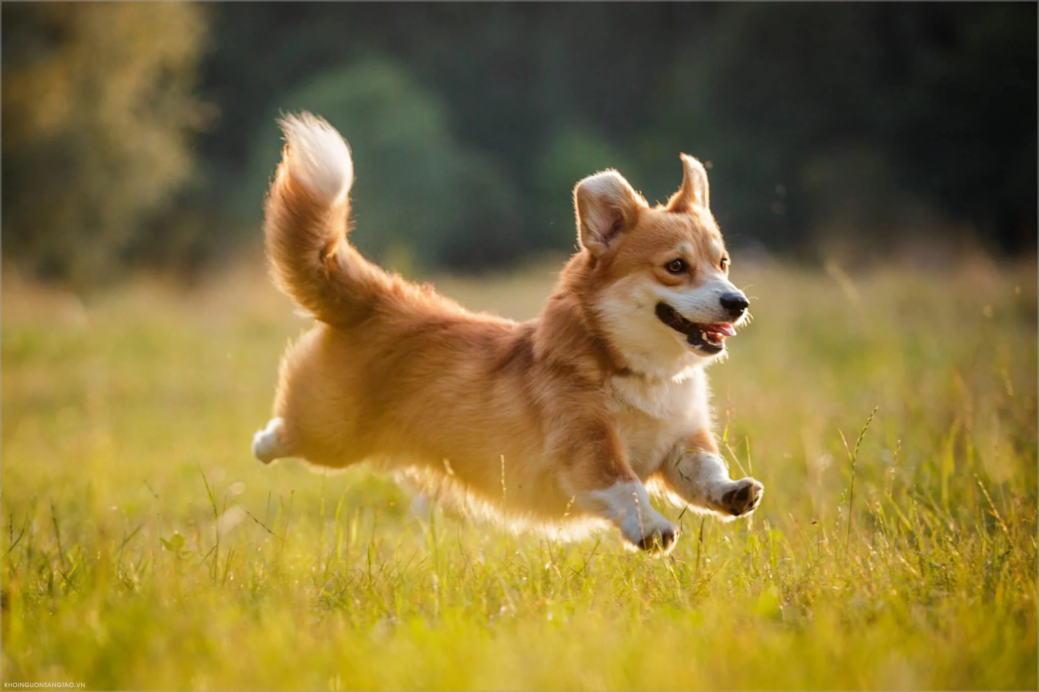 chó corgi chạy nhảy trên bãi cỏ xanh