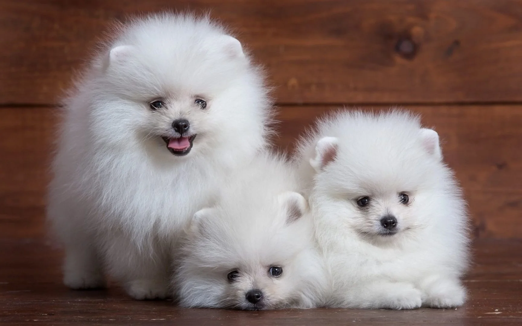 gia đình chó pomeranian trắng nhỏ nhắn