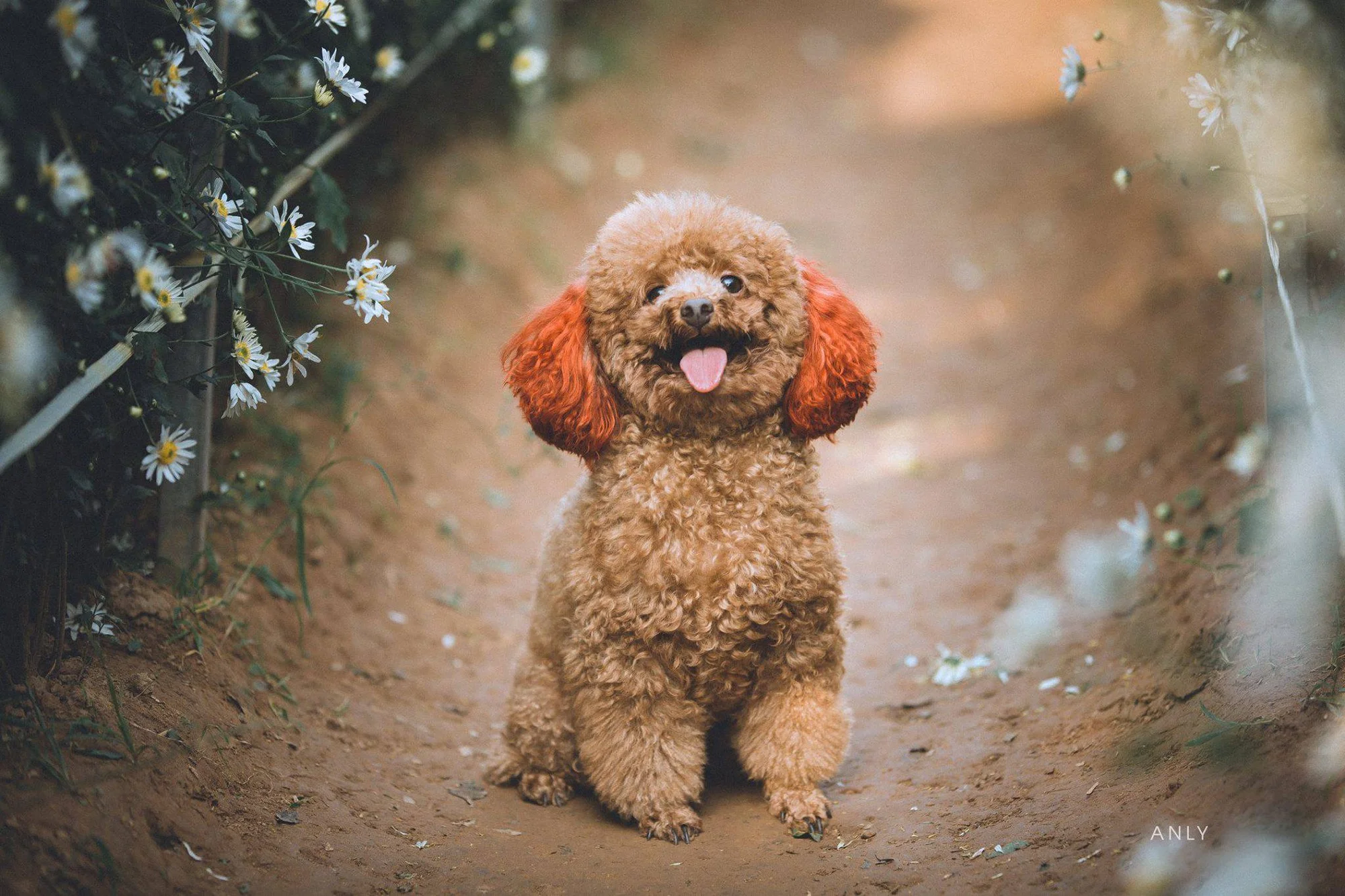 chó poodle nâu ngồi giữa lối đi nhỏ trong vườn